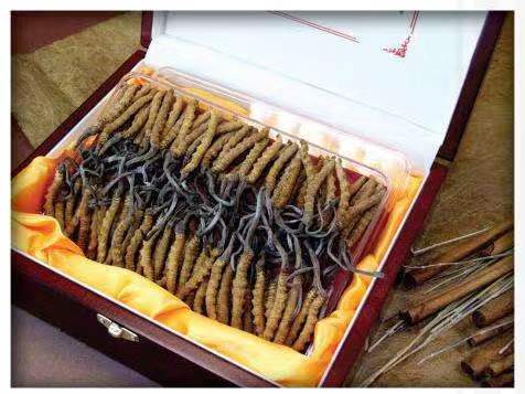 白碱滩冬虫夏草回收